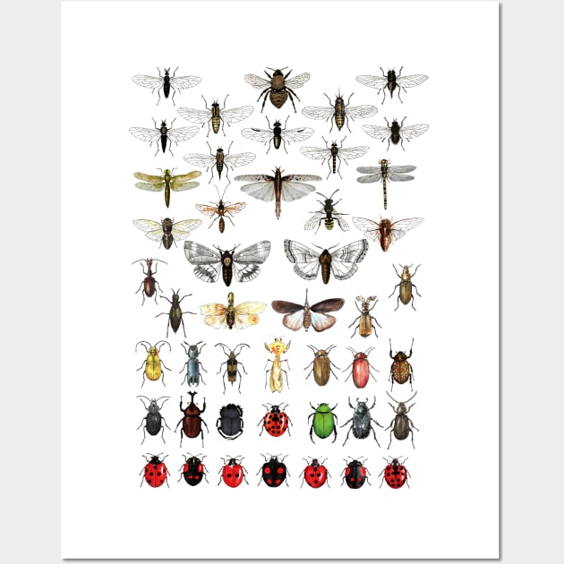 Entomology Illustrations Wall Art by djrbennett